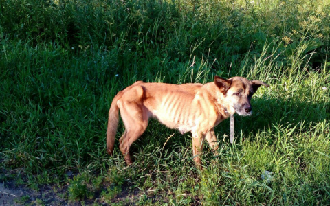 В Сыктывкаре истощённую собаку, которая погибала без еды на трассе, прооперируют (фото)