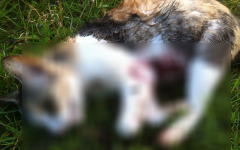 В Сыктывкаре живодёры застрелили домашнюю кошку и бросили её у подъезда (фото 16+)