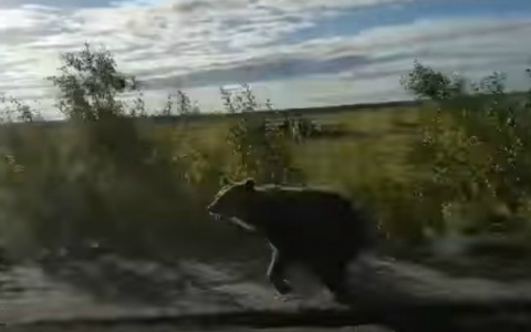 В Коми медведь гнался за автомобилем (видео)