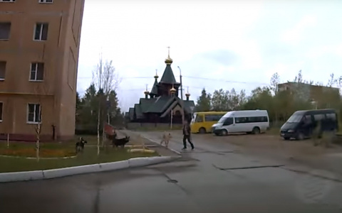 Житель Коми спас мальчика от разъяренной собачьей стаи, въехав в нее на автомобиле (видео)
