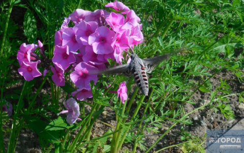 Жителей Коми испугала гигантская бабочка с 10-сантиметровым хоботом (фото, видео)