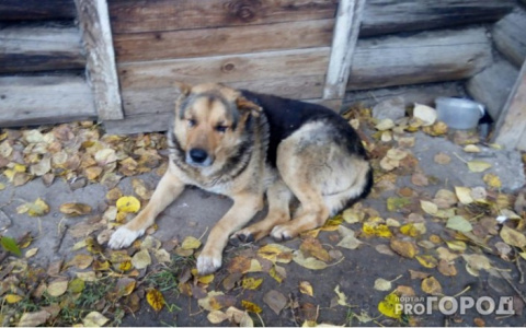 Сыктывкарского Хатико, который несколько лет ждал погибшего хозяина, убили