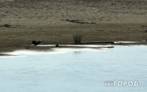 Сыктывкарцы проучили своих подруг, бросив их на необитаемом острове