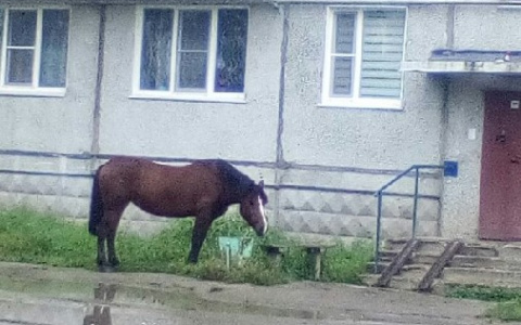 В Коми породистая лошадь бродила по помойкам в поисках еды (фото, видео)
