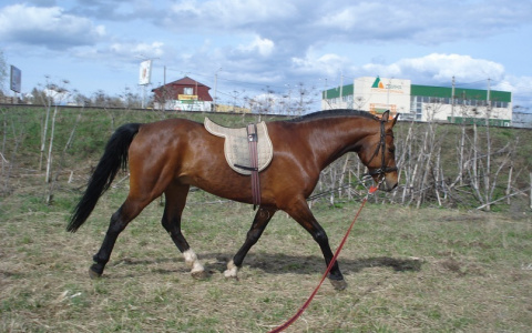 Под Сыктывкаром похитили элитную скаковую лошадь (фото)