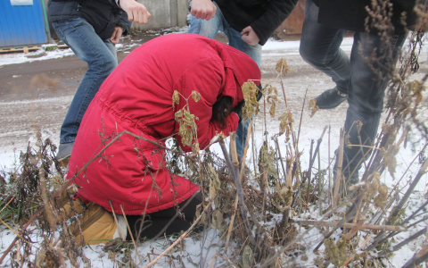 В Сыктывкаре избили 16-летнюю девочку, мать ищет свидетелей