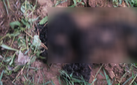 В Коми жестоко избили и закопали заживо маленькую собаку (фото)