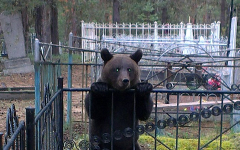 В Коми медведь поселился на кладбище и пугает там людей (фото)