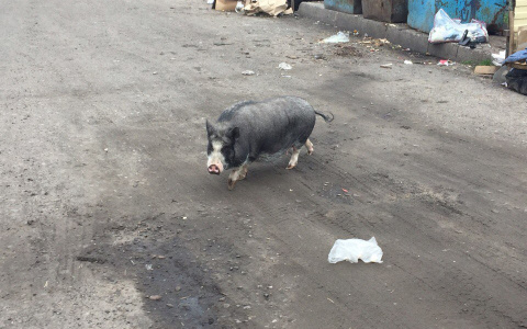 В Коми сбежавшая домашняя свинья стала звездой интернета (видео)