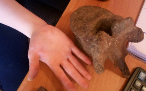 Сыктывкарец обнаружил останки мамонта на берегу Вычегды (фото)