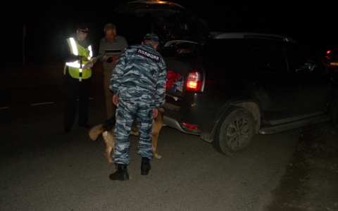 В Сыктывкаре овчарка искала в машинах горожан взрывчатку (фото)