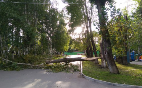 Ветер повалил дерево в Кировском парке Сыктывкара (фото)
