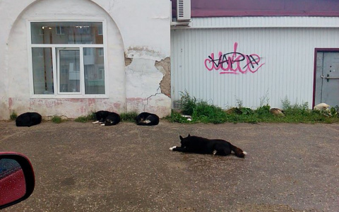 В Коми стая собак напала на первоклассника (фото)