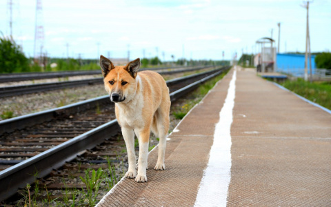 Собачья верность: в Коми пес каждый день приходит на вокзал в поисках погибшего друга