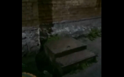 В Коми появился «вход в Нарнию» (видео)