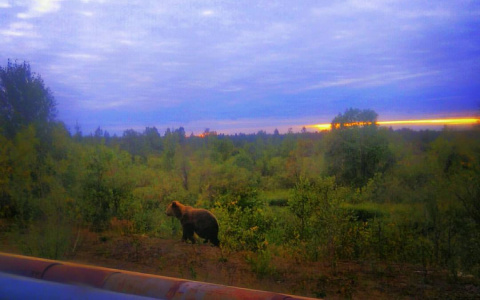В Коми молодая девушка встретилась с медведем на трассе