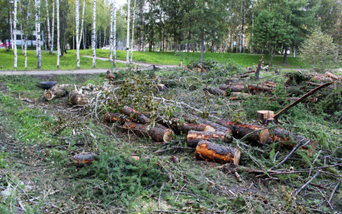 Сыктывкарцы возмущены: в городе вырубают вековые деревья (фото)