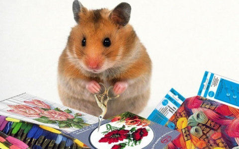 Почему магазин рукоделия и хобби в Сыктывкаре назван в честь хомяка?