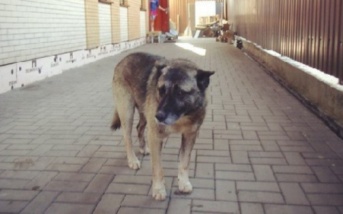 В Сыктывкаре в канализации застрял домашний пес