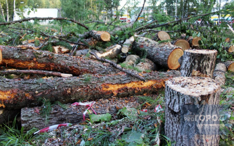 Мэрия прокомментировала вырубку деревьев в Мичуринском парке