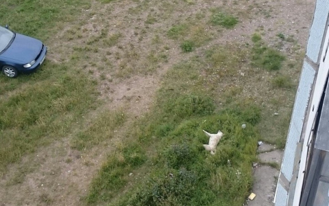 В Коми живодеры выкинули собаку из окна многоэтажки (фото)