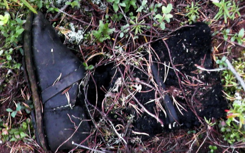 В Коми в лесу нашли человеческие останки со следами зубов диких зверей (фото)