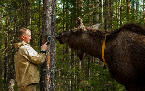 Скандал в Коми: работников лосефермы будут судить за заготовку корма для животных