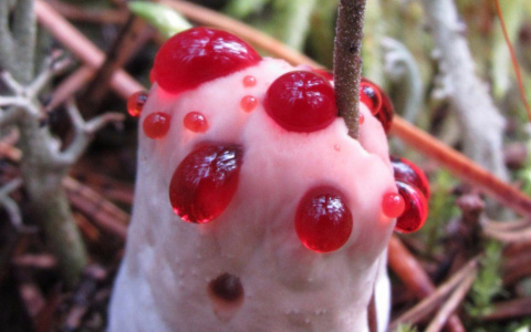 Жительница Коми нашла гриб, который сочится кровью и пахнет клубникой (фото)