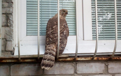 Жители Коми запечатлели необычную птицу в своём дворе (фото)