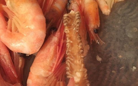 Жители Коми нашли мутанта в пакете с креветками (фото)