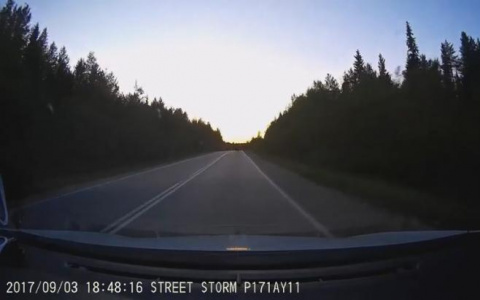 Очевидец снял на видео, как на трассе под Сосногорском бегает медведь