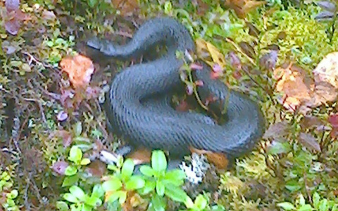 В лесах Коми нашли ядовитых змей  (видео)