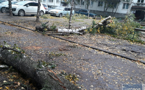 В Сыктывкаре сильный ветер ломал деревья и крушил машины (фото)