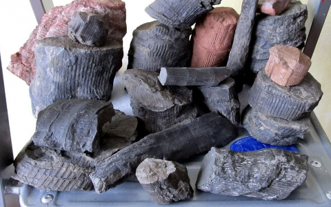 Жительница Коми сделала из своей квартиры музей экскрементов (фото)