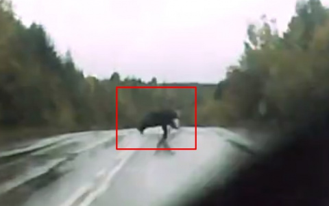 В Коми толстый медведь бодро перебегал трассу прямо перед машиной (видео)