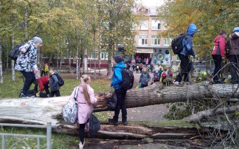 В Коми детям приходится перелезать через поваленное дерево, чтобы попасть в школу (фото)
