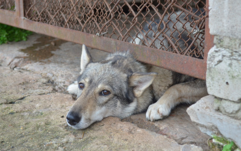 В Сыктывкаре мужчины избили четырех собак, одна из них погибла