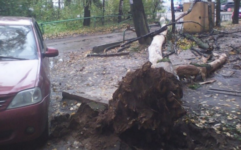 В Сыктывкаре упал огромный сухой тополь (фото)