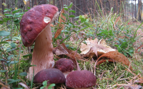 Погода в Сыктывкаре 22 сентября: сухо и холодно