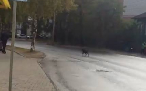 По центру Сыктывкара бегал козленок (видео)
