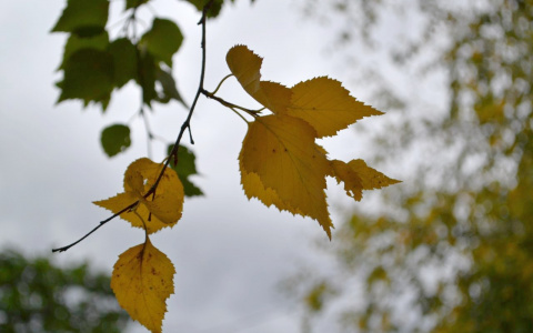 Синоптики рассказали, когда в Коми выпадет снег