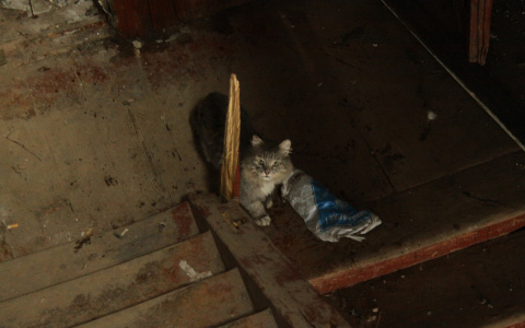 В Коми живодер разбивает морды кошкам