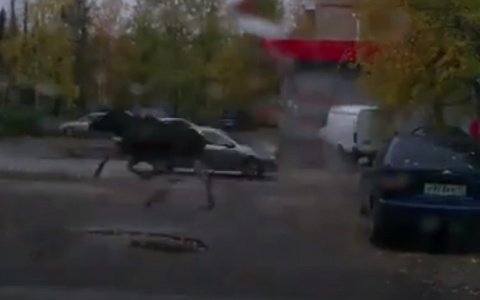 По улицам города в Коми бешено носился лось (фото, видео)