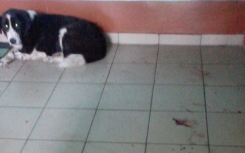 В Коми жильцы дома не отдают ветеринарам бездомного пса, который гниет заживо