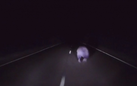 В Коми очевидцы сняли, как перед машиной в ночи мелькал медвежий зад (видео)