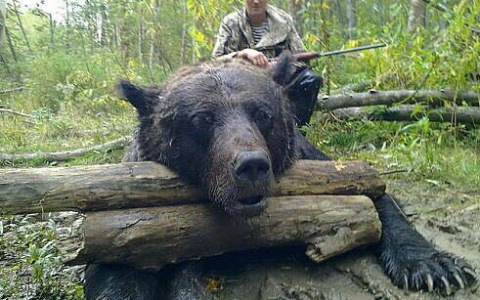 Жители Коми в панике: в сети распространяется информация о медведе-убийце