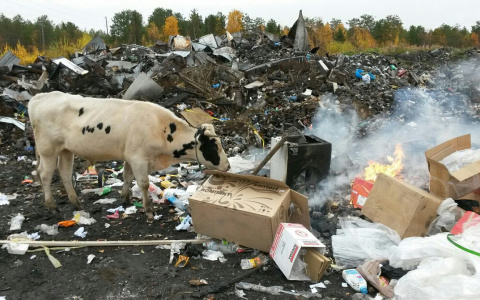 Апокалиптичное фото: в Коми животные пасутся на свалках среди полыхающего мусора (фото)