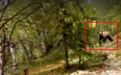 В Коми бесстрашный дед отгонял двухметрового медведя криками: «Пшёл вон!» (видео)