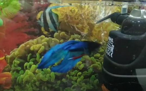 Аквариумная рыбка предсказала, останется ли Гапликов на посту главы Коми