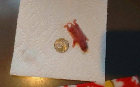 Семья спасла детеныша неизвестного зверя, который удивил их, когда подрос (фото)